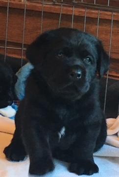 english labrador retriever puppies that hunt and show