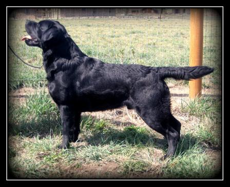 labrador retriever