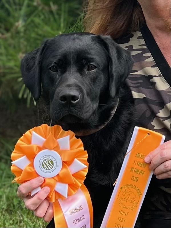 LABRADOR HUNTING DOG