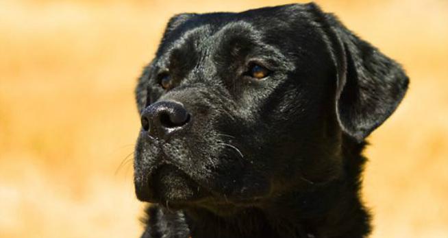 ENGLISH LABRADOR