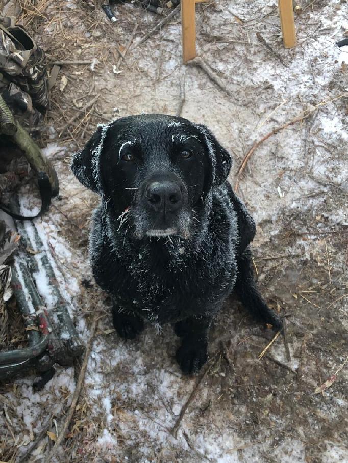 MULTI PURPOSE LABRADOR