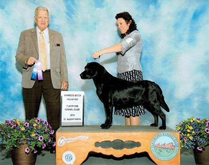 ENGLISH LABRADOR RETRIEVER HUNTING DOGS