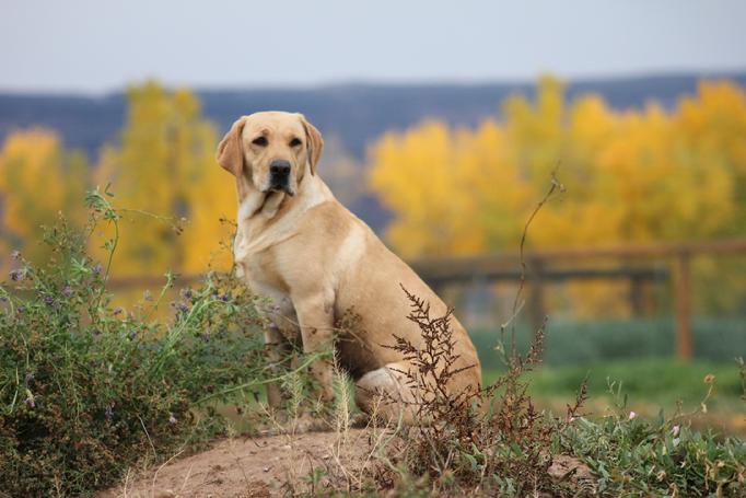 labrador retriever hunting dogs