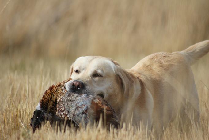 labrador hunting dog