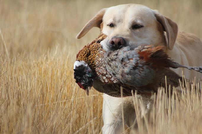labrador champion master hunter