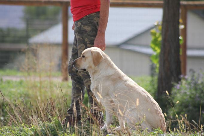 english style labrador hunting dog