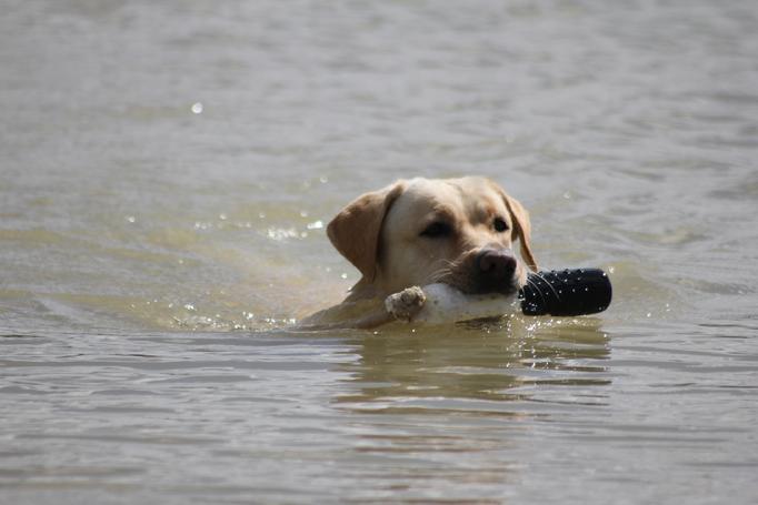 english labrador puppies fetch