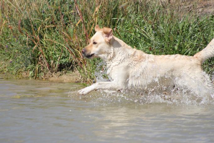 LABRADOR HUNTING DOG