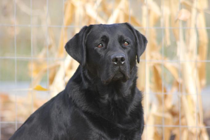 ENGLISH labrador retrievers