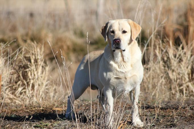 labrador hunting dogs