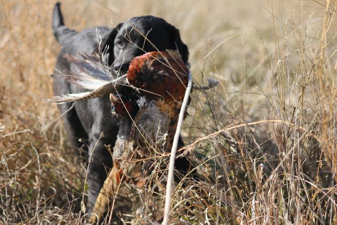 our english labradors hunt