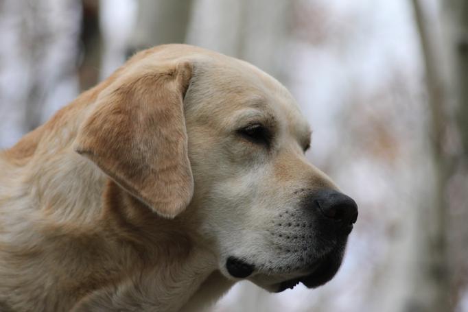labrador hunting dogs
