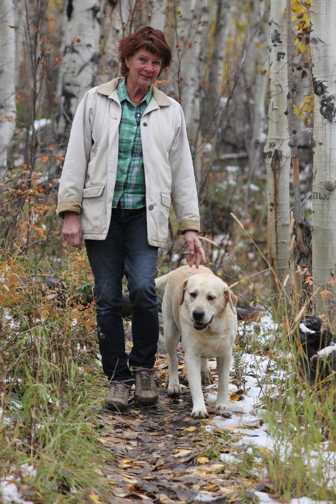 labrador hunting dogs