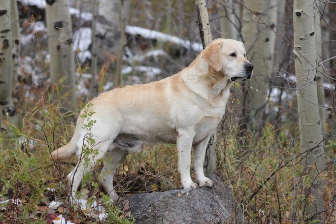 labrador retriever hunting dogs