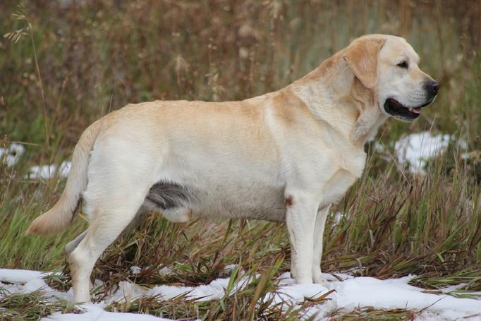 dual purpose labrador retriever