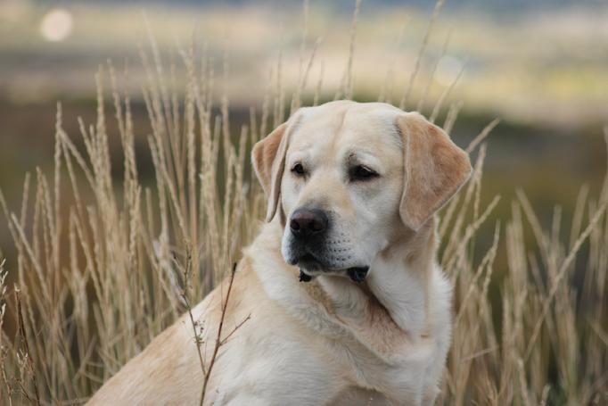 labrador retrievers