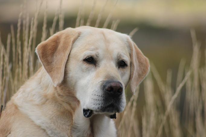 labrador retriever