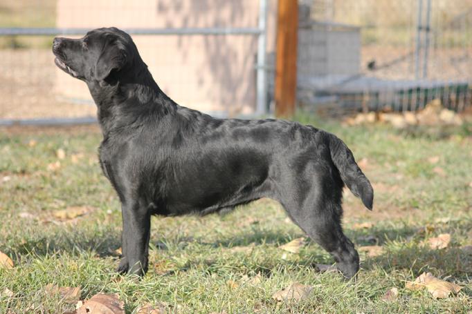 english style labrador puppy with master hunter bloodlines