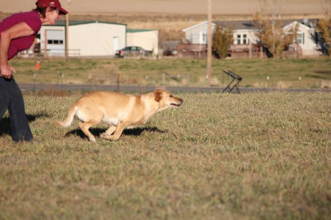 labrador hunting dog