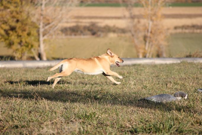 labrador hunting dog