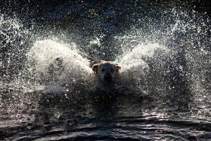 labrador retriever hunting dog