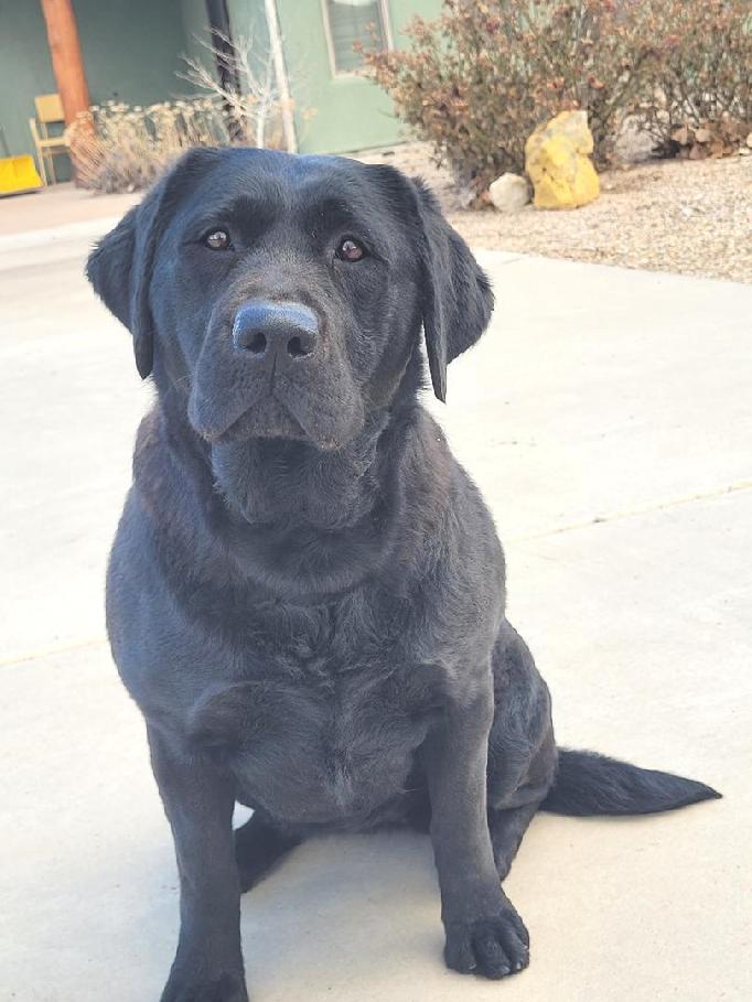 LABRADOR HUNTING DOG