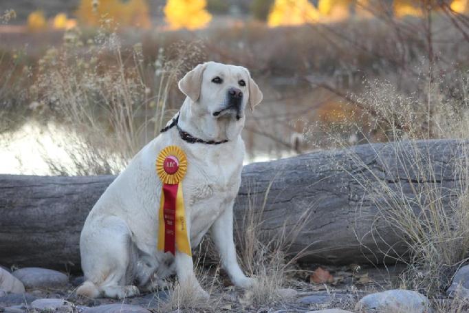 ENGLISH LABRADOR RETRIEVER HUNTING DOGS
