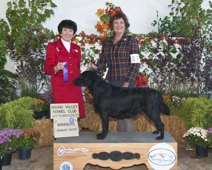 labrador retriever hunting dogs that show.