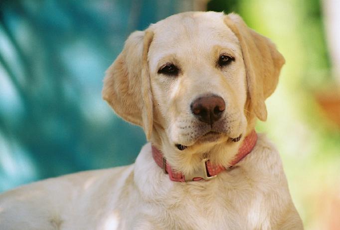 labrador retriever