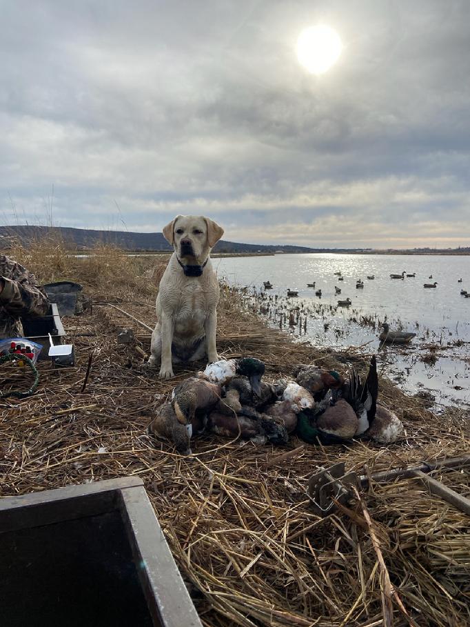MULTI PURPOSE LABRADOR