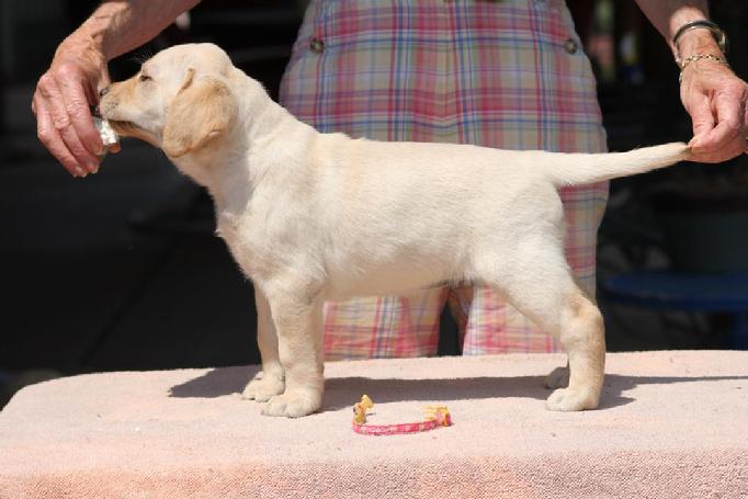 english labrador