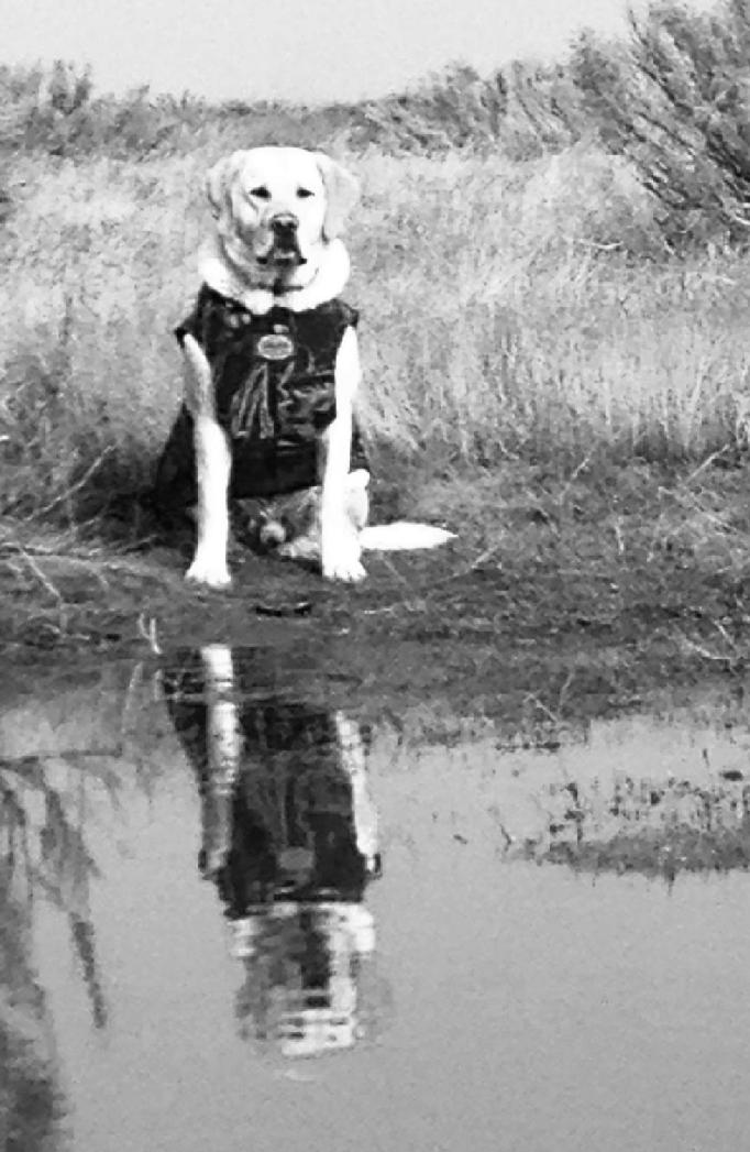 LAbrador hunting dog
