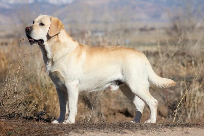 champion labrador