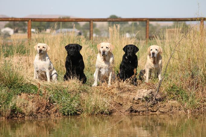 labrador retriever hunting puppies