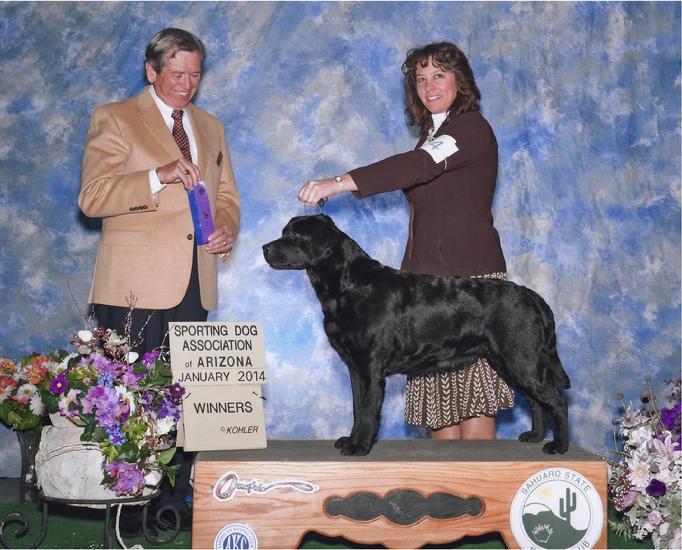 english labrador retriever puppies that hunt and show