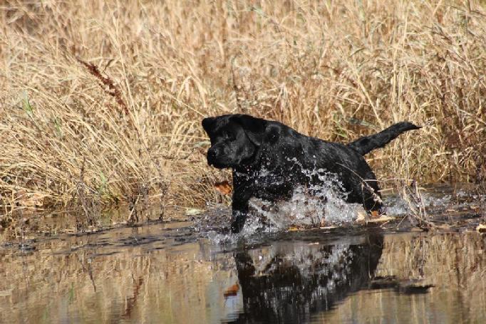 english labrador