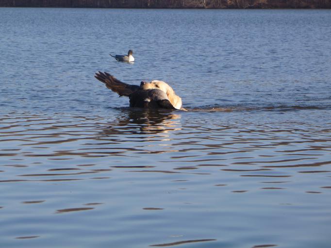 labrador hunting dog