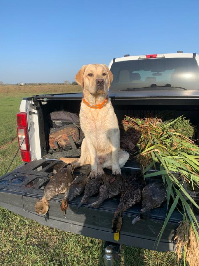 labrador hunting dog