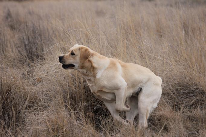 ENGLISH LABRADOR RETRIEVER HUNTING DOGS
