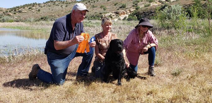 labrador hunting dog
