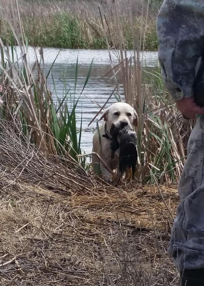 labrador hunting dog